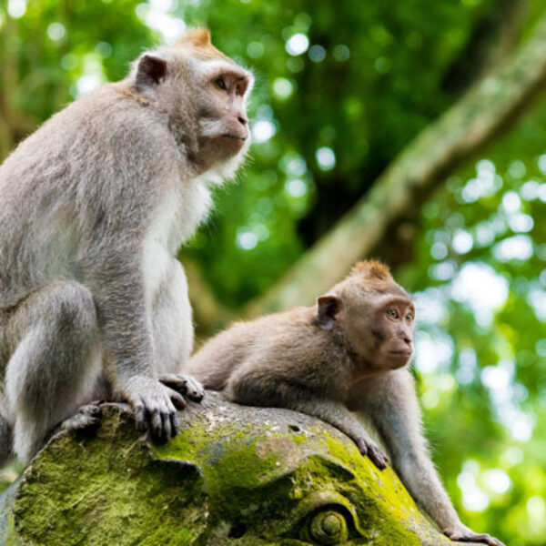 Ubud Tour: Monkey Forest, Tirta Empul, Rice Terrace, Waterfall & Swing